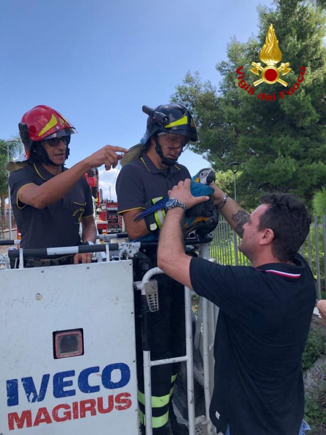 Pappagallo sfugge alla padrona: pompieri recuperano “Baby” dalla cima di un pino. LE FOTO