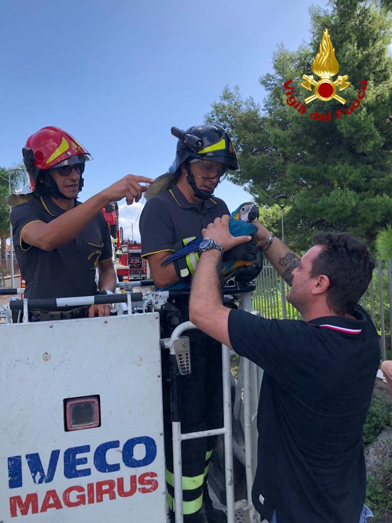 Pappagallo sfugge alla padrona: pompieri recuperano “Baby” dalla cima di un pino. LE FOTO