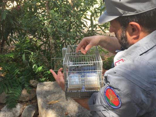 Contrasto al bracconaggio: liberati 100 cardellini e 4 tartarughe palustri a Ballarò