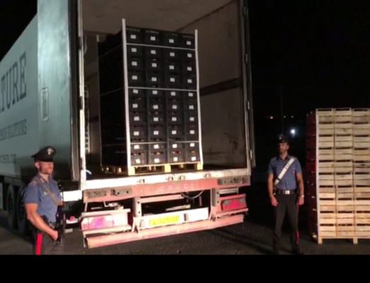 Oltre 130 chili di marijuana tra gli ortaggi, proprietario un 34enne