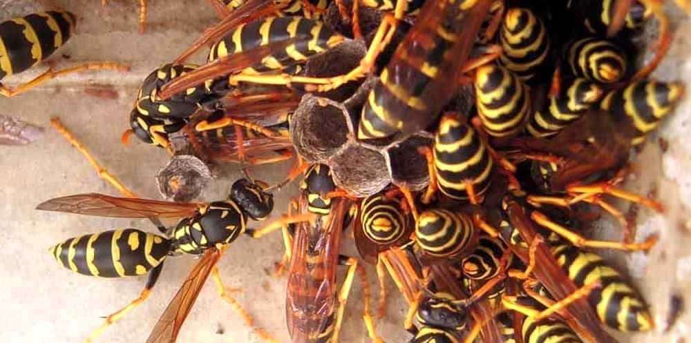 Tradito da uno sciame di vespe: muore in campagna per choc anafilattico