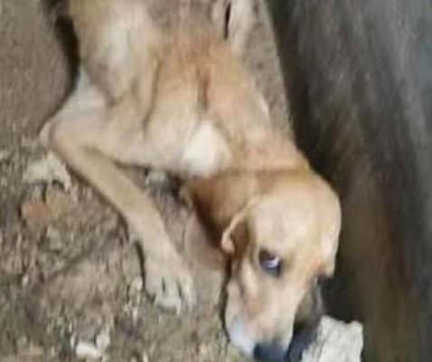 Ossa di cani in una fossa comune, una cagnetta in stato di denutrizione e parassiti ovunque