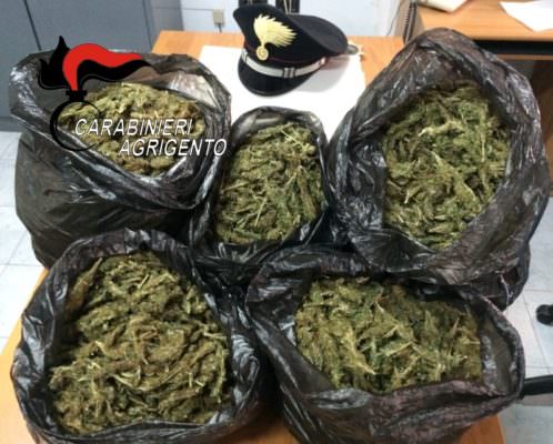 Venti chili di marijuana tra i filari d’uva: in manette zio e nipote – VIDEO