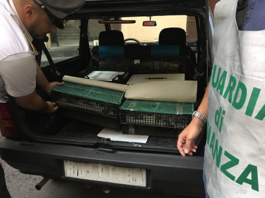 Commercio illegale di cardellini selvatici, la Gdf denuncia titolare di negozio per animali di Catania – VIDEO