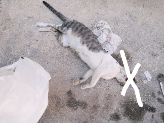 Adolescenti uccidono gatto a colpi di pietra: “Un popolo di barbari sta avanzando”