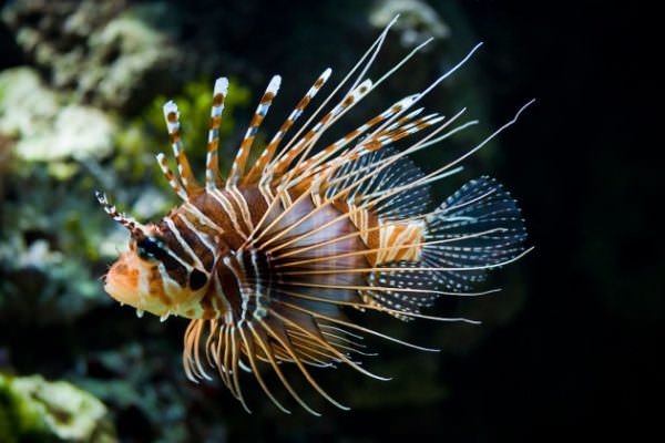 Pesce scorpione e pesce palla: i nuovi ospiti tropicali che mettono in pericolo i bagnanti siciliani
