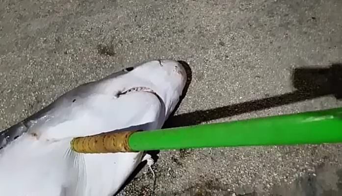 Squalo avvistato a Sciacca catturato e ucciso: le associazioni animaliste insorgono – FOTO E VIDEO