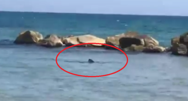 Paura in mare, squali avvistati alla Tonnara di Sciacca: bagnanti fuggono dalla spiaggia. IL VIDEO