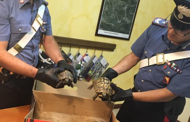 Tenta di vendere due tartarughe a rischio estinzione: denunciato 18enne