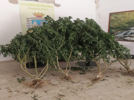 Finanzieri in azione, scoperta e sequestrata piantagione di marijuana: denunciato il responsabile