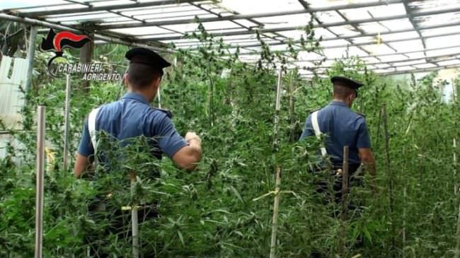 Maxi piantagione con oltre 150 piante di marijuana: sequestrata una tonnellata di droga – VIDEO