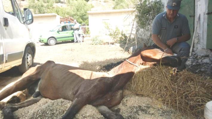 Cavallo maltrattato in maneggio: scatta denuncia per il titolare