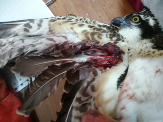 Emergenza bracconaggio in Sicilia: falco pescatore in grave condizioni dopo fucilata