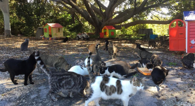 Colonia felina di Villa Curia, Tribunale del Riesame di Catania annulla sequestro: “Adesso il Comune ci aiuti”