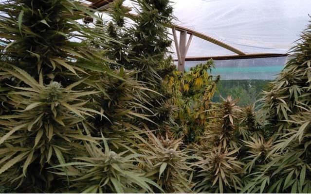 Marijuana in casa e in giardino, scanner, bilancini e materiale per confezionare droga: 3 arresti