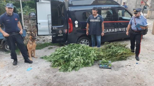 Piantagione di marijuana tra limoni e arance: un pitbull di guardia e polvere di caffè per l’odore