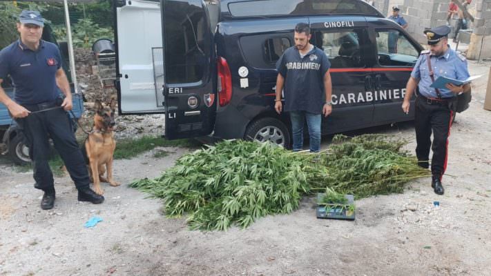 Piantagione di marijuana tra limoni e arance: un pitbull di guardia e polvere di caffè per l’odore