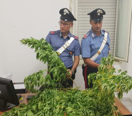 Oltre 100 piante di marijuana nascoste tra la vegetazione: arrestati 2 fratelli, segnalato il padre