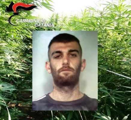 Oasi del Simeto, scoperta piantagione di canapa indiana: 110 piante alte oltre 3 metri, un arresto