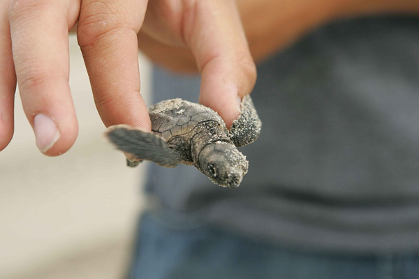 Nuovo nido di tartarughe della specie “Caretta caretta”: intervengono i membri della WWF