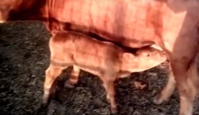 È nato un vitello rosso, arriverà l’apocalisse? Per i testi sacri ebraico-cristiani la fine del mondo è vicina
