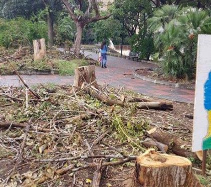 Proteggere l’ambiente, scatta la protesta per gli alberi capitozzati a Catania