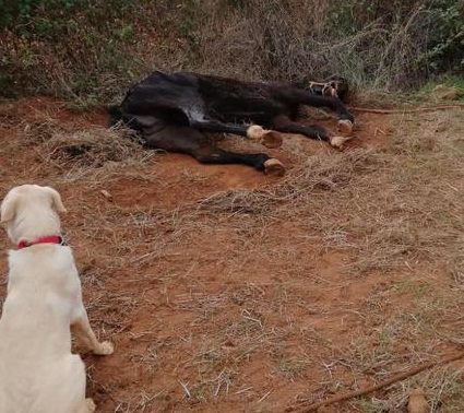 Cane trova cavallo agonizzante e legato: morto poco dopo