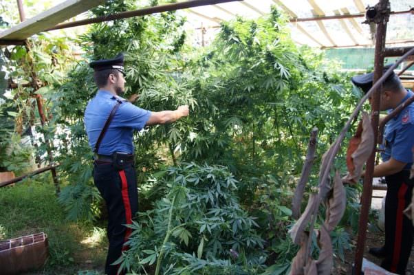 Serra di marijuana all’interno del giardino di casa: arrestato 55enne