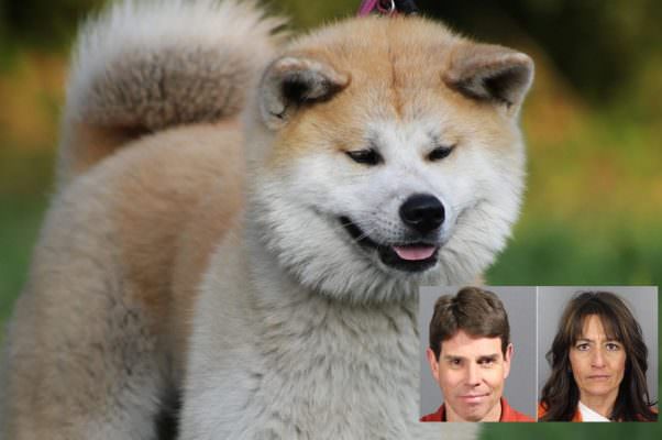 Abusano sessualmente del loro cane: coppia condannata, l’animale sarà soppresso