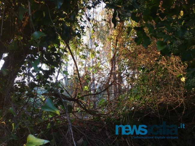 San Gregorio di Catania, fuoco e ruspe nel boschetto di “Carrubbazza”. Residenti allarmati, Cambria tranquillizza: “Lavori autorizzati, nessun impatto ambientale”