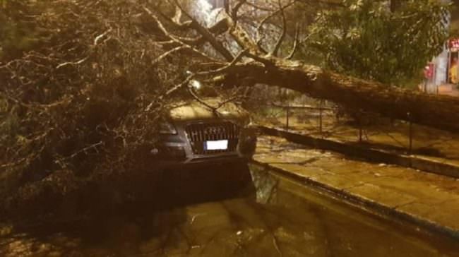 Palermo “presa a schiaffi” dal maltempo: caduti alberi sulle auto e strade allagate