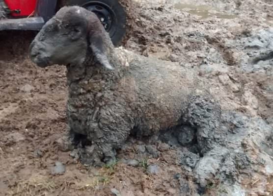 Pecore sommerse dal fango, pastore accusa un malore mentre prova a salvarle