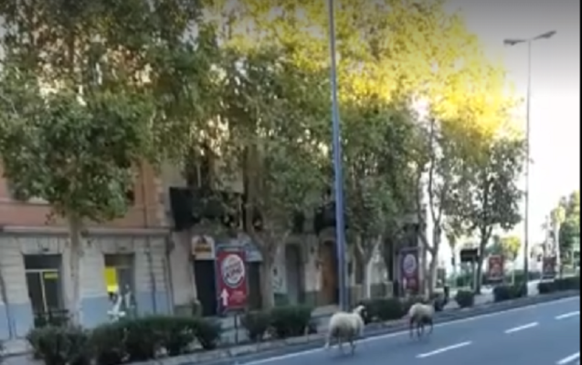 Pecore passeggiano tra le auto in via Garibaldi: il VIDEO fa il giro del web