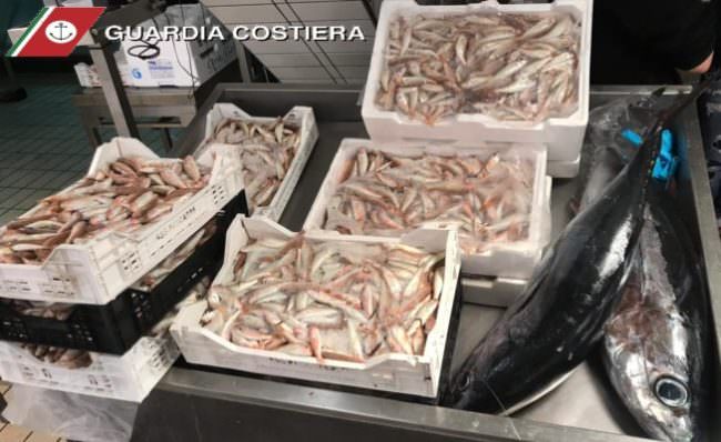 Pesce illegale al mercato di Aci Castello, sequestrati 80 chili. Locale cinese e Misterbianco con molluschi e crostacei non certificati