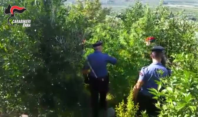 Scoperta maxi piantagione di canapa indiana: sequestrate 37 piante e 11 chili di marijuana – VIDEO