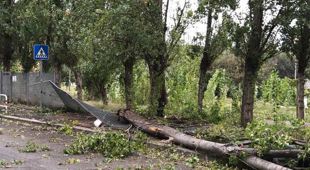 Forte vento mette in ginocchio Palermo: caduti alberi e cartelloni, chiuse strade