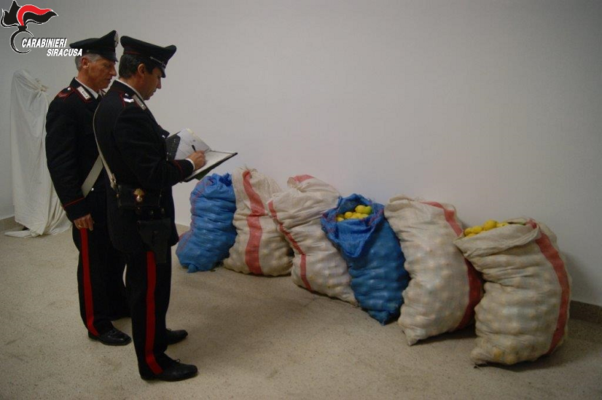 Beccati a rubare 400 chili di arance in un terreno, arrestati due catanesi