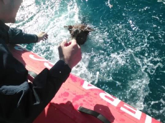 Stremata, in mare, tentava di aggrapparsi a dei pezzi di legno: salvata cucciola di Pastore tedesco