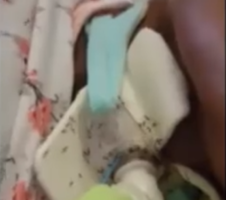 Choc in ospedale: paziente intubata ricoperta di formiche – VIDEO
