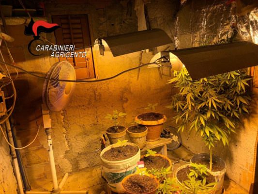 Agrigento: blitz dei Carabinieri a Favara, trovata mini serra di marijuana in un abitazione