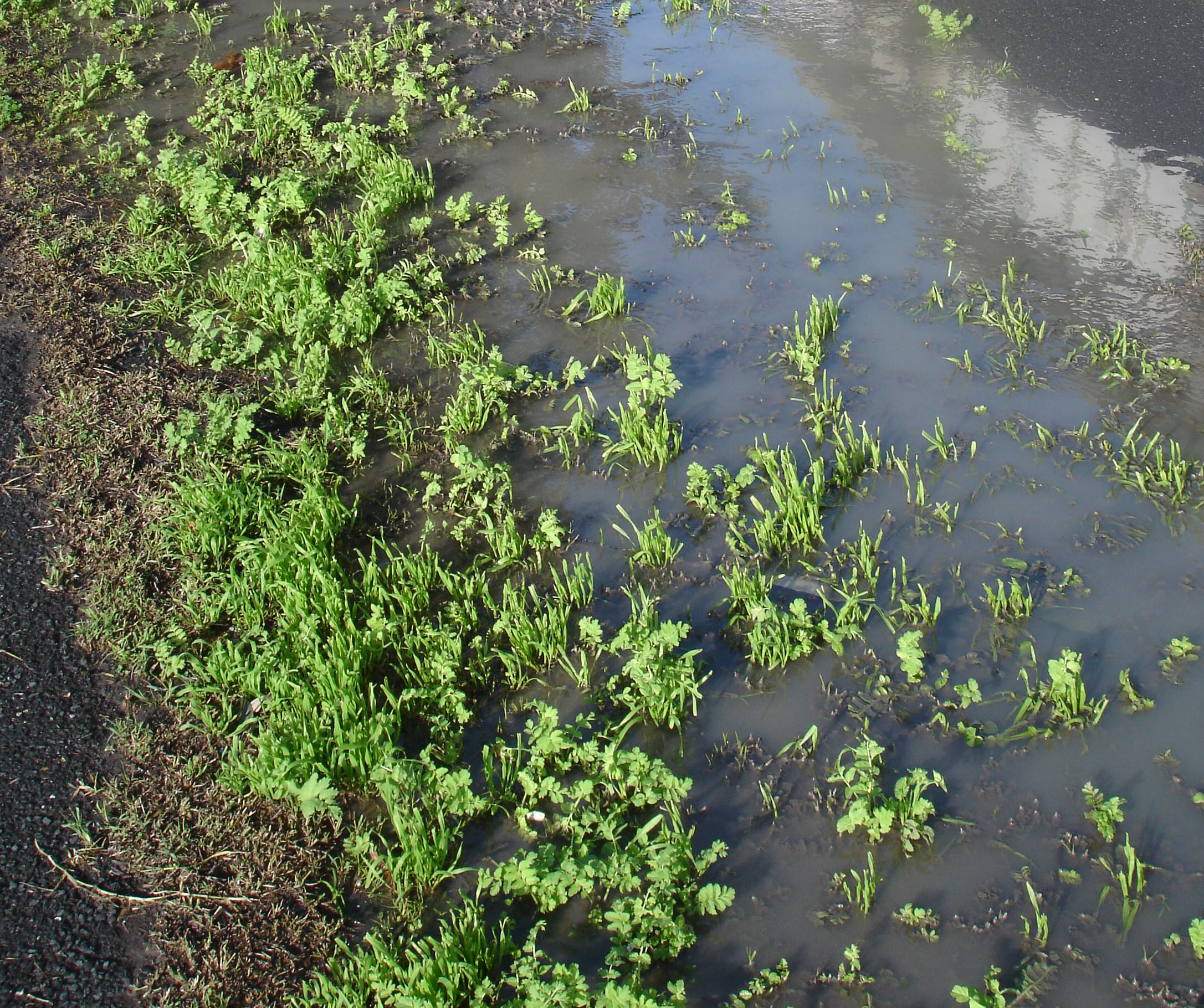 Fuoriuscita di liquami nel rione Balatelle. Parisi: “Pericolo igienico che colpisce decine di famiglie”
