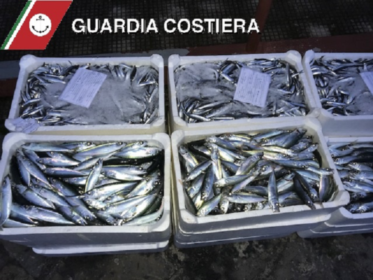 Blitz alla pescheria di Catania: sequestrati 4 quintali di tonnetti, spadotti e neonato venduti illegalmente