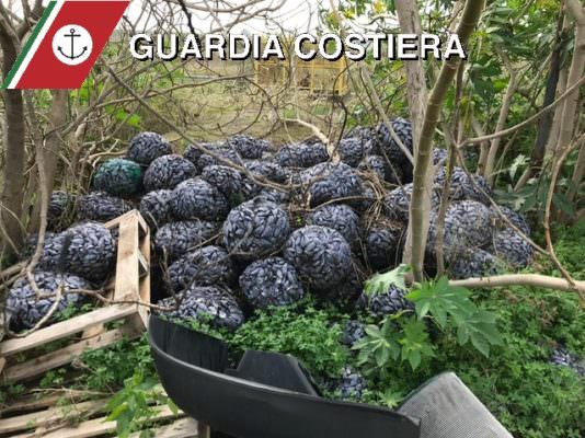 Misterioso ritrovamento nella zona industriale di Catania: scoperte oltre 2 tonnellate di frutti di mare nascoste tra la vegetazione