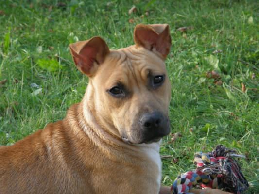 Annuncio a luci rosse choc: uomo fa prostituire il cane, clienti abituali per il quadrupede