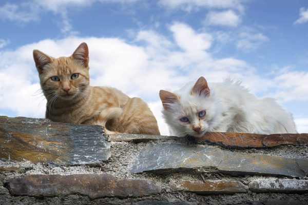 Vandali avvelenano colonia di gatti, intossicata anche la tutrice. Il web indignato: “Atto ignobile”