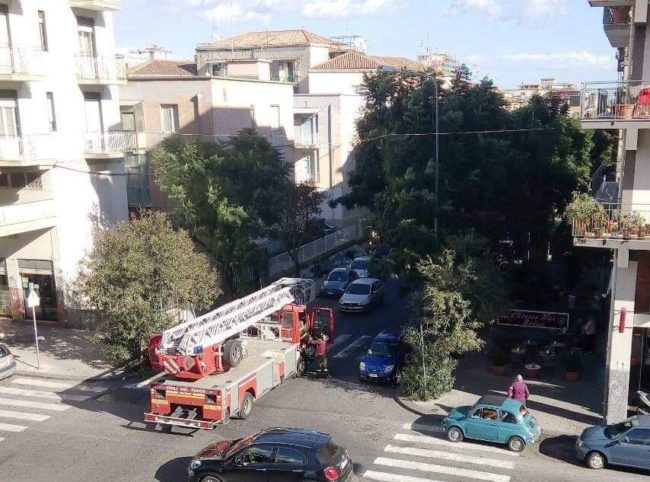 Catania, vento spezza rami e sradica alberi. Comitato Cittadino Vulcania: “Carenza del servizio verde pubblico”