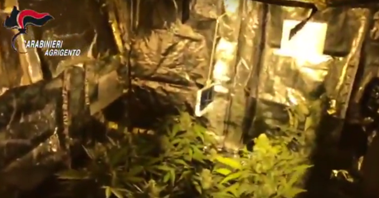 Io so tutto di…marijuana: allestisce una serra, era appassionato di botanica. Arrestato – VIDEO