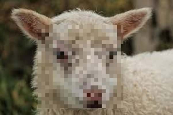 Testa di un agnello con cartuccia in bocca all’interno dell’auto: intimidita guardia giurata