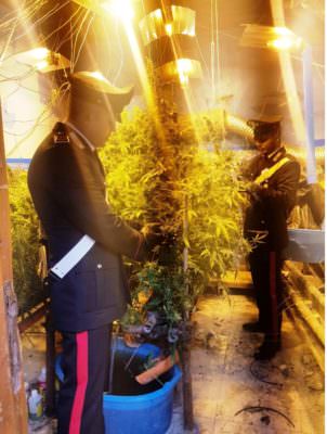 Odore pungente insospettisce i carabinieri: scoperta serra artigianale di marijuana