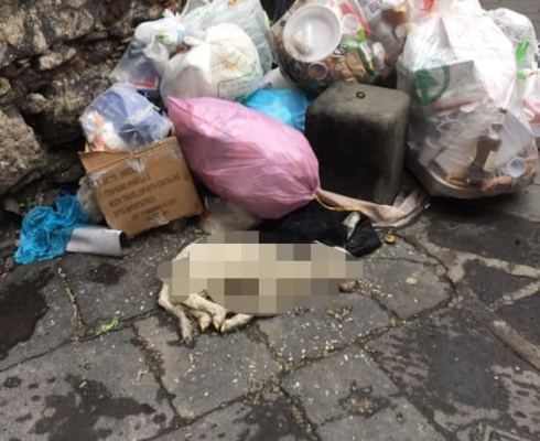 Orrore nel Catanese, cadavere di agnellino abbandonato tra i rifiuti: “Fa male al cuore, povero piccolo”